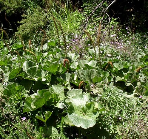 Gunnera perpensa many spikes